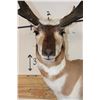Image 5 : PRONGHORN Wall Pedestal Mount