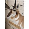 Image 6 : PRONGHORN Wall Pedestal Mount