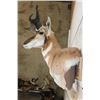 Image 7 : PRONGHORN Wall Pedestal Mount