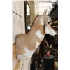 Image 8 : PRONGHORN Wall Pedestal Mount