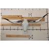 Image 1 : Big Polished LONGHORN Skull embellished with Glass
