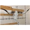 Image 3 : Big Polished LONGHORN Skull embellished with Glass