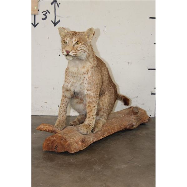 Life-sized BOBCAT Sitting on a Wood Log Base