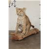 Image 1 : Life-sized BOBCAT Sitting on a Wood Log Base