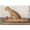 Image 2 : Life-sized BOBCAT Sitting on a Wood Log Base