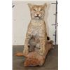 Image 3 : Life-sized BOBCAT Sitting on a Wood Log Base