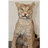 Image 4 : Life-sized BOBCAT Sitting on a Wood Log Base