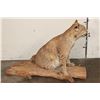 Image 5 : Life-sized BOBCAT Sitting on a Wood Log Base