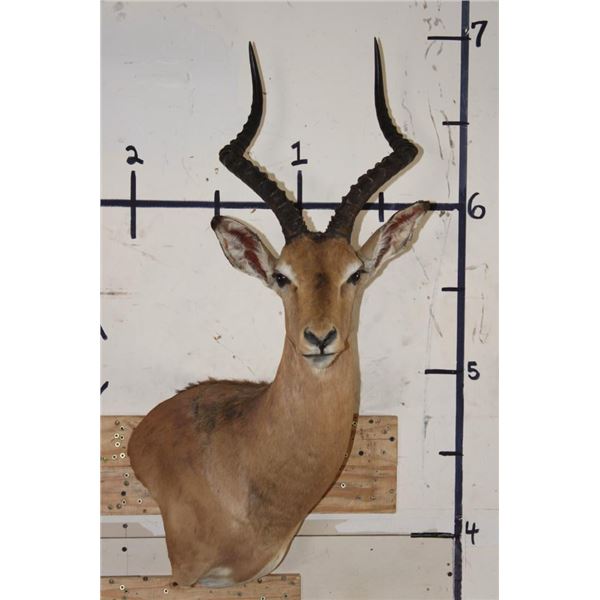 IMPALA Wall Pedestal