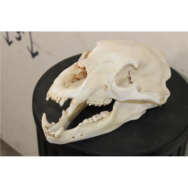 BLACK BEAR Skull