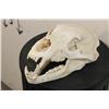 Image 1 : BLACK BEAR Skull