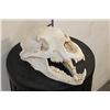 Image 2 : BLACK BEAR Skull