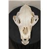 Image 3 : BLACK BEAR Skull