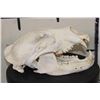 Image 5 : BLACK BEAR Skull