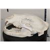Image 6 : BLACK BEAR Skull