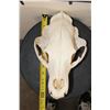 Image 7 : BLACK BEAR Skull