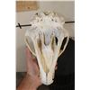 Image 8 : BLACK BEAR Skull