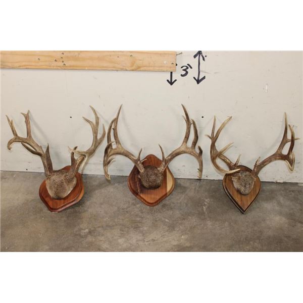 (3) WHITETAIL DEER Antler Racks on Wood Plaques with Hide (ONE$)