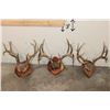 Image 1 : (3) WHITETAIL DEER Antler Racks on Wood Plaques with Hide (ONE$)