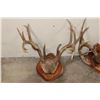 Image 2 : (3) WHITETAIL DEER Antler Racks on Wood Plaques with Hide (ONE$)