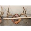 Image 5 : (3) WHITETAIL DEER Antler Racks on Wood Plaques with Hide (ONE$)