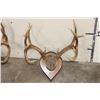 Image 6 : (3) WHITETAIL DEER Antler Racks on Wood Plaques with Hide (ONE$)