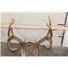 Image 7 : (3) WHITETAIL DEER Antler Racks on Wood Plaques with Hide (ONE$)