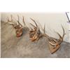 Image 8 : (3) WHITETAIL DEER Antler Racks on Wood Plaques with Hide (ONE$)