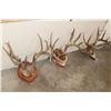 Image 9 : (3) WHITETAIL DEER Antler Racks on Wood Plaques with Hide (ONE$)