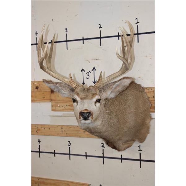 10-Point MULE DEER Shoulder Mount
