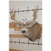 Image 1 : 10-Point MULE DEER Shoulder Mount