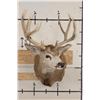 Image 2 : 10-Point MULE DEER Shoulder Mount