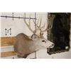 Image 3 : 10-Point MULE DEER Shoulder Mount
