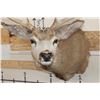 Image 5 : 10-Point MULE DEER Shoulder Mount