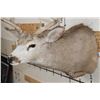 Image 6 : 10-Point MULE DEER Shoulder Mount