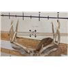 Image 7 : 10-Point MULE DEER Shoulder Mount