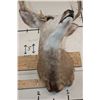 Image 9 : 10-Point MULE DEER Shoulder Mount