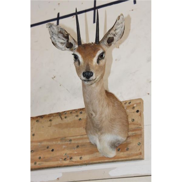 STEENBOK Shoulder Mount