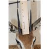 Image 7 : STEENBOK Shoulder Mount
