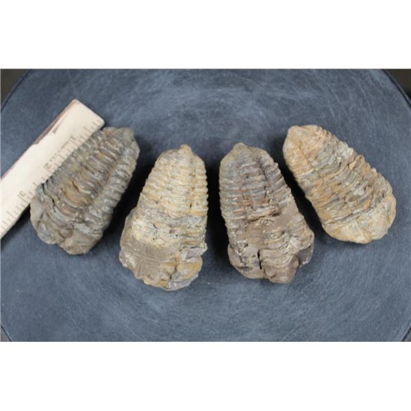 (4) Trilobite Diacalymene FOSSILS from Morocco (ONE$)
