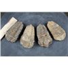 Image 1 : (4) Trilobite Diacalymene FOSSILS from Morocco (ONE$)
