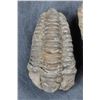 Image 2 : (4) Trilobite Diacalymene FOSSILS from Morocco (ONE$)