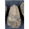 Image 3 : (4) Trilobite Diacalymene FOSSILS from Morocco (ONE$)