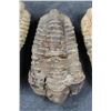 Image 4 : (4) Trilobite Diacalymene FOSSILS from Morocco (ONE$)