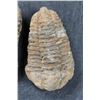 Image 5 : (4) Trilobite Diacalymene FOSSILS from Morocco (ONE$)