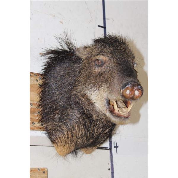 WHITE-LIPPED PECCARY Shoulder Mount