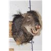 Image 1 : WHITE-LIPPED PECCARY Shoulder Mount