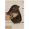 Image 3 : WHITE-LIPPED PECCARY Shoulder Mount