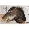Image 4 : WHITE-LIPPED PECCARY Shoulder Mount