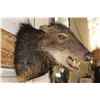 Image 5 : WHITE-LIPPED PECCARY Shoulder Mount